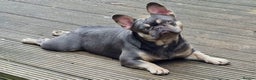 French Bulldog dogs for sale: French bulldogs female platinum lilac and tan - Advert 7