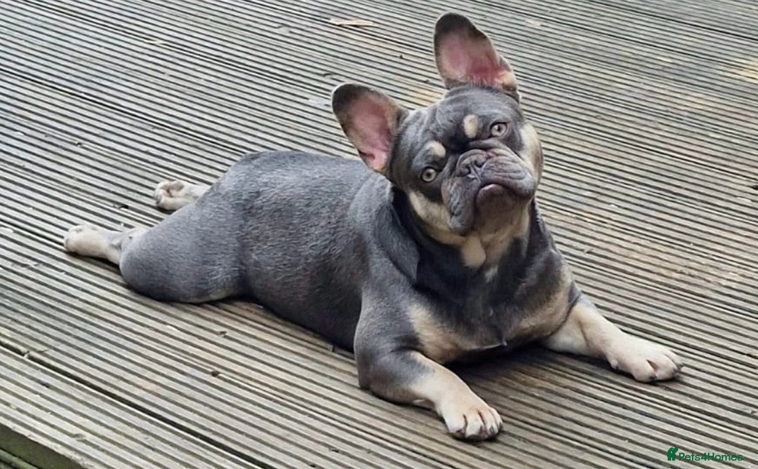 French Bulldog dogs for sale: French bulldogs female platinum lilac and tan - Advert 7
