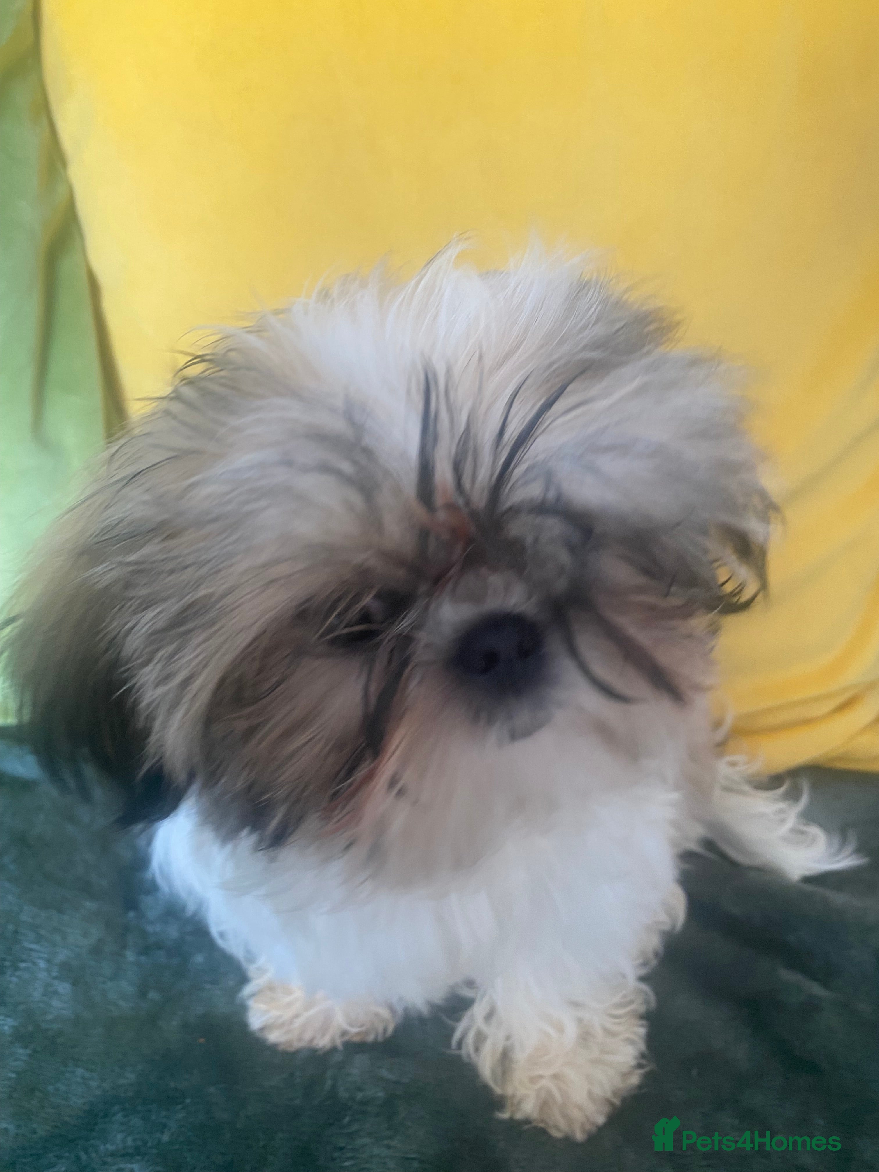 Shih Tzu dogs Beautiful imperial shihtzu pups for sale  - Advert 2
