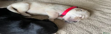 Labrador Retriever Puppy 4