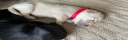 Labrador Retriever dogs for sale: Labrador Puppies Yellow and Black  - Advert 13