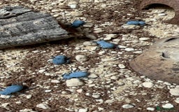 Beetles invertebrates for sale: Blue Death Feigning Beetles - Image 3