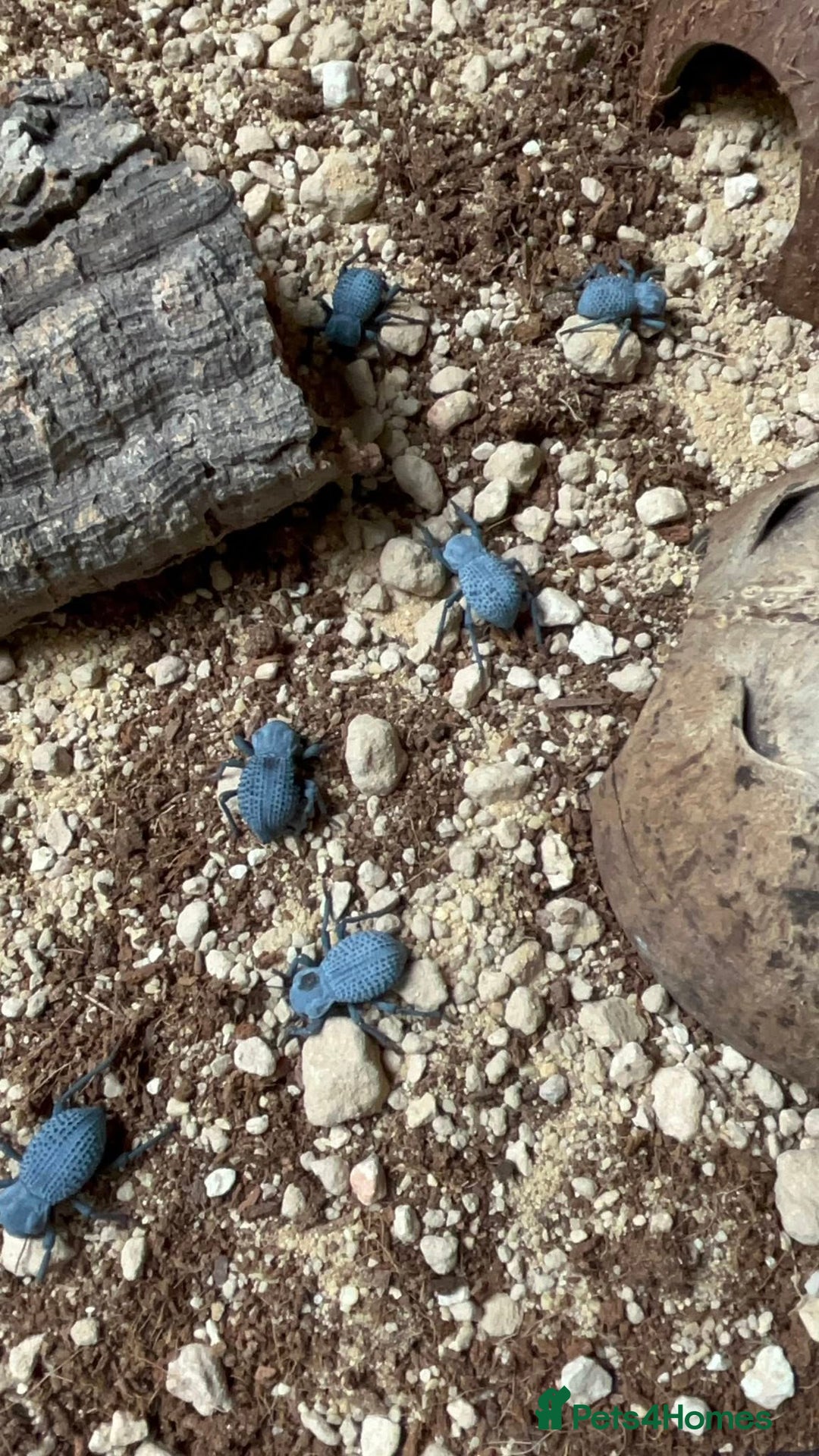 Beetles invertebrates for sale: Blue Death Feigning Beetles - Image 3