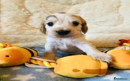 Cocker Spaniel dogs for sale: Show Type Health Tested, KC Reg puppies  - Image 22