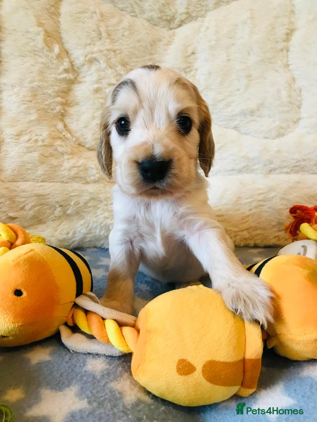 Cocker Spaniel dogs for sale: Show Type Health Tested, KC Reg puppies  - Image 22