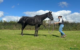 English Thoroughbred horses for sale: 12 year old 16.2hh gelding  - Image 4