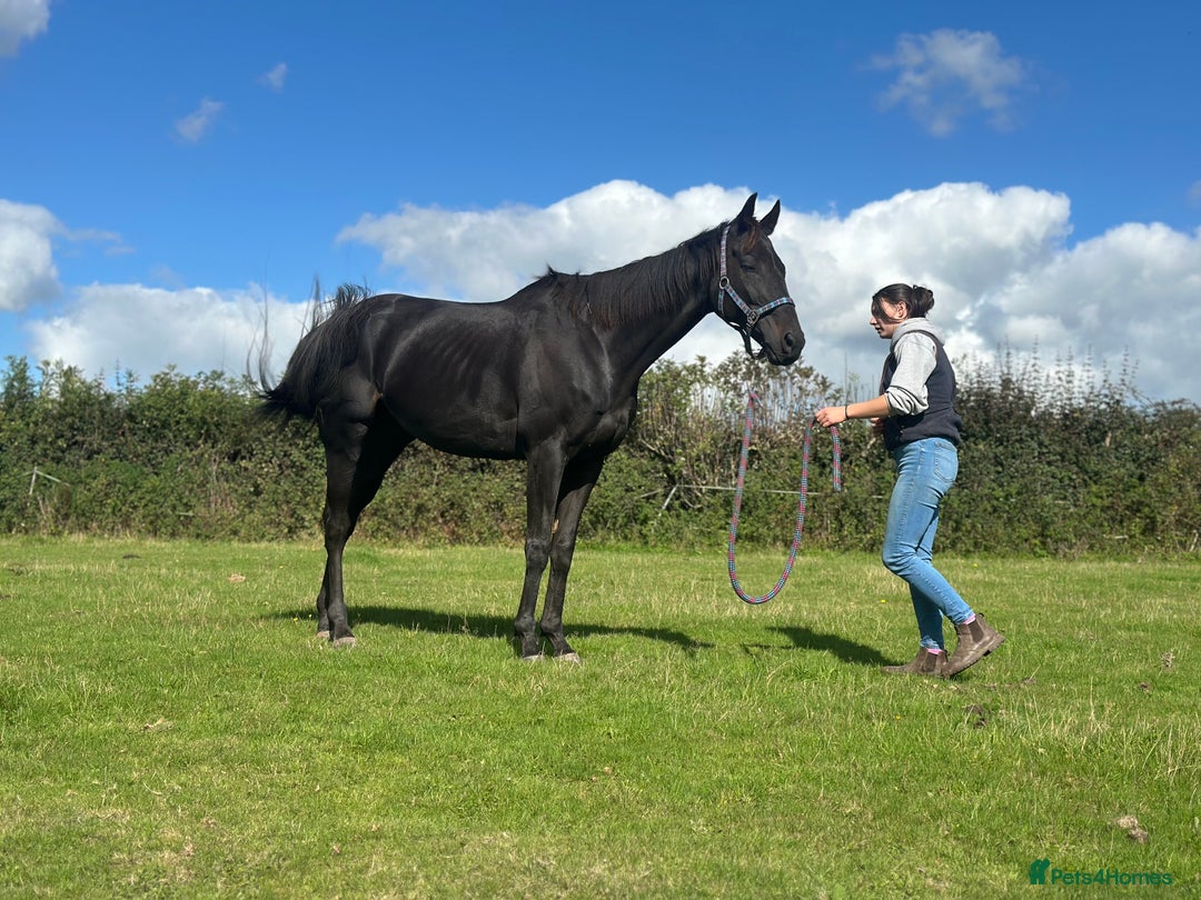 English Thoroughbred horses for sale: 12 year old 16.2hh gelding  - Image 4