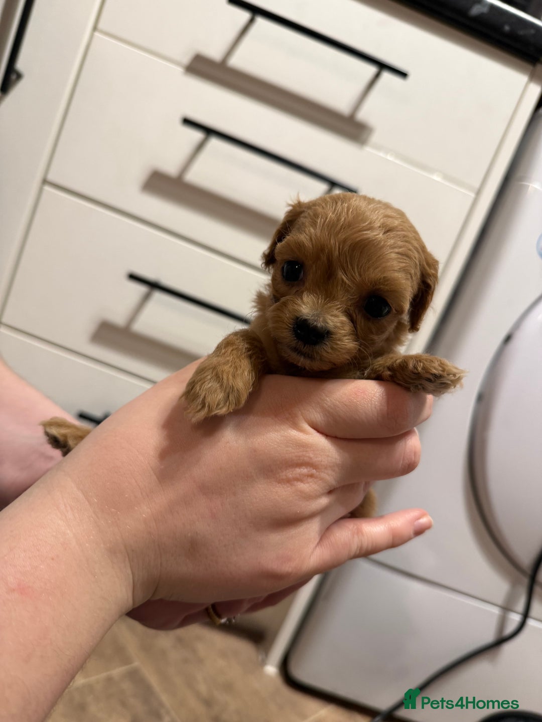 Maltipoo dogs for sale: Beautiful tiny F1 Asian Maltipoo puppies  - Advert 13