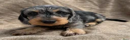 Miniature Dachshund dogs for sale: Miniature wire haired dachshunds 🐶 - Advert 14