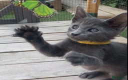 Mixed Breed cats for sale: Oriental X Siamese  - Image 36