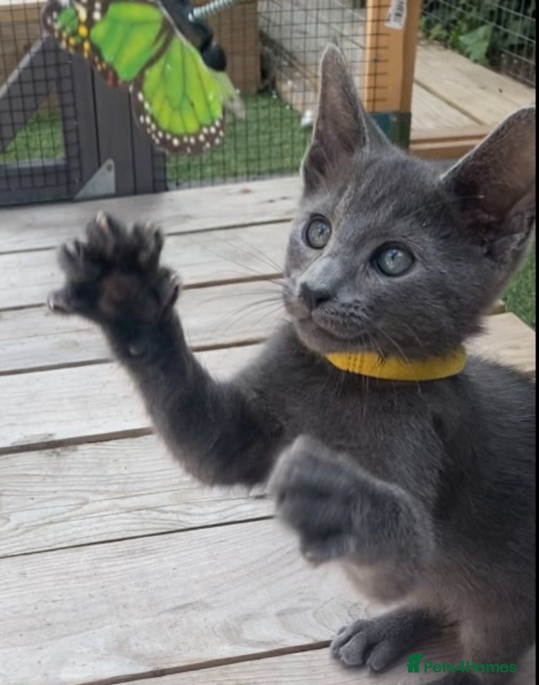 Mixed Breed cats for sale: Oriental X Siamese  - Image 36