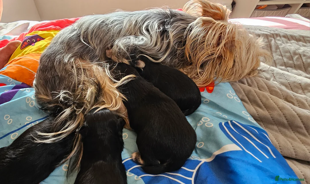 Morkie dogs for sale: Morkie puppies (2 girls and 1 boy) - Advert 4