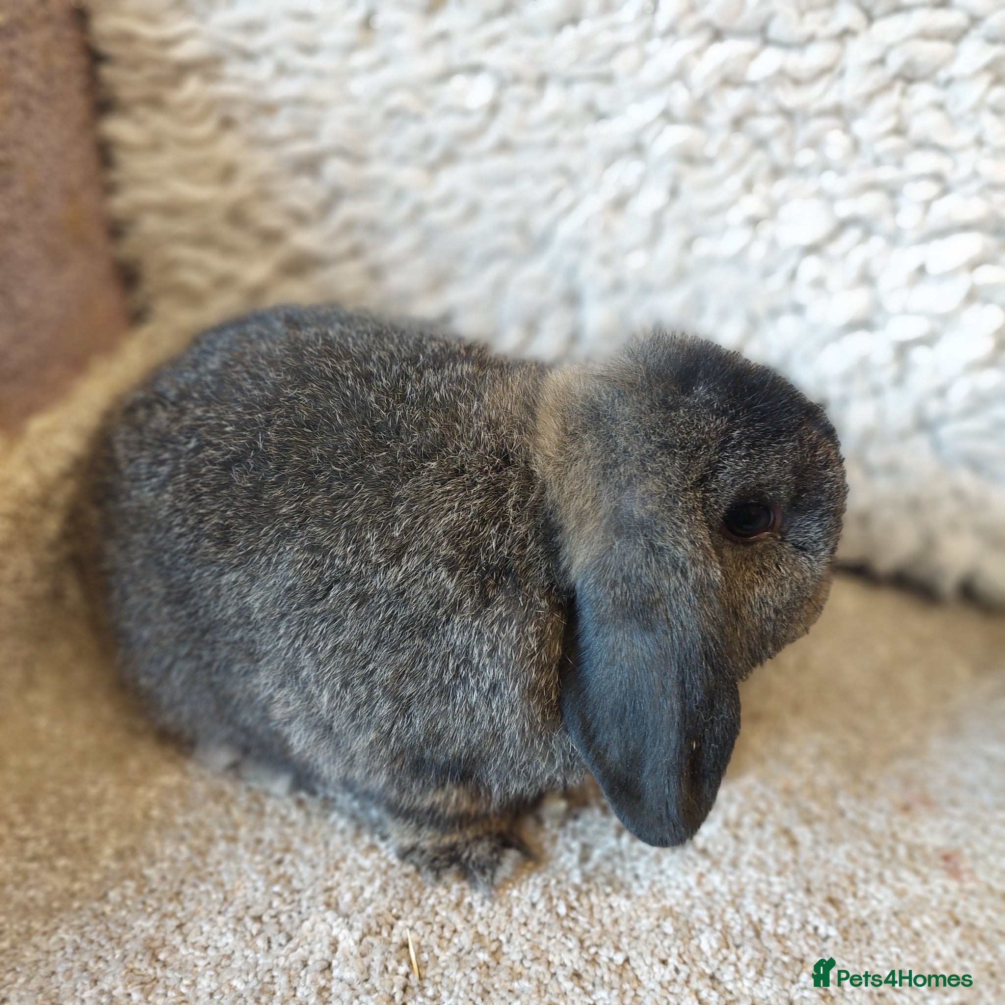Mini Lop rabbits READY 8 WEEKS OLD Minilop Buck   - Advert 15