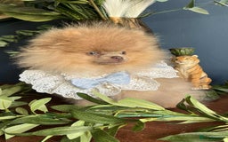 Pomeranian dogs for sale: Stunning pick of the litter Pomeranian Boy - Image 8