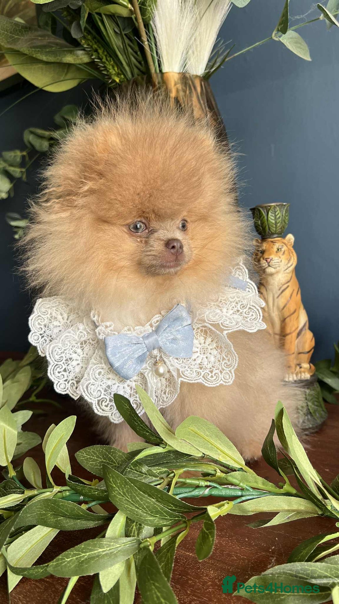 Pomeranian dogs for sale: Stunning pick of the litter Pomeranian Boy - Image 8