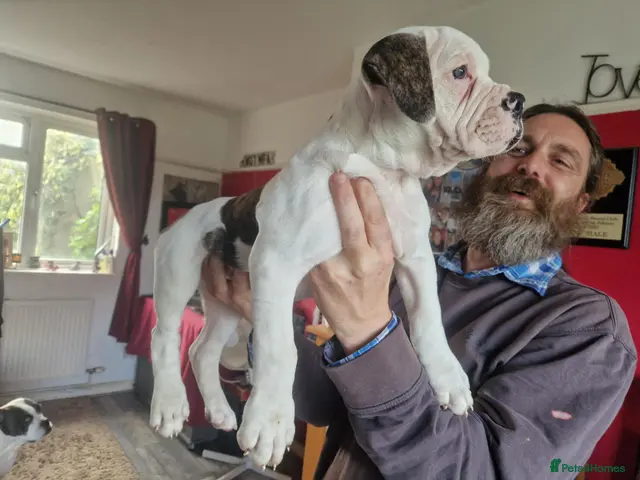 Alapaha Blue Blood Bulldog dogs for sale: Stunning Male IABBR Alapaha puppies - Advert 2