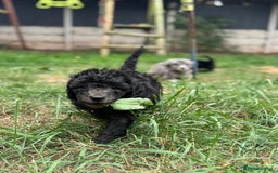 Cockapoo dogs for sale: 🌟 ADORABLE Cockapoo puppies 🌟 ready to leave 🐾 - Image 9