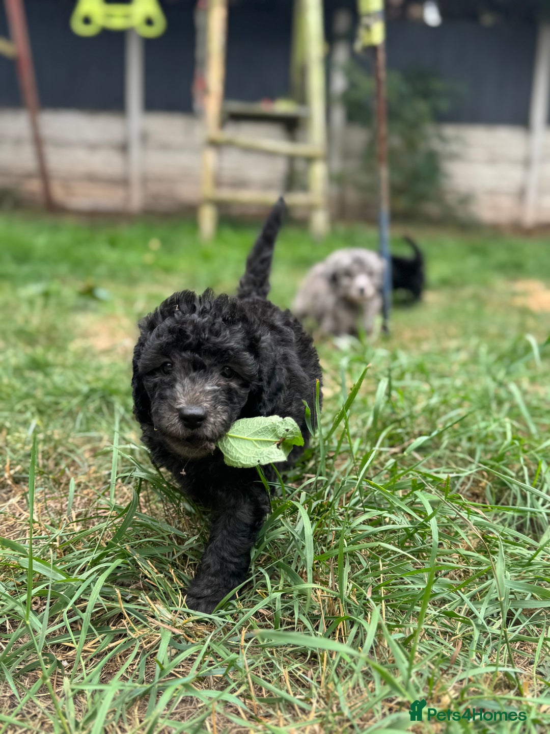 Cockapoo dogs for sale: 🌟 ADORABLE Cockapoo puppies 🌟 ready to leave 🐾 - Image 9