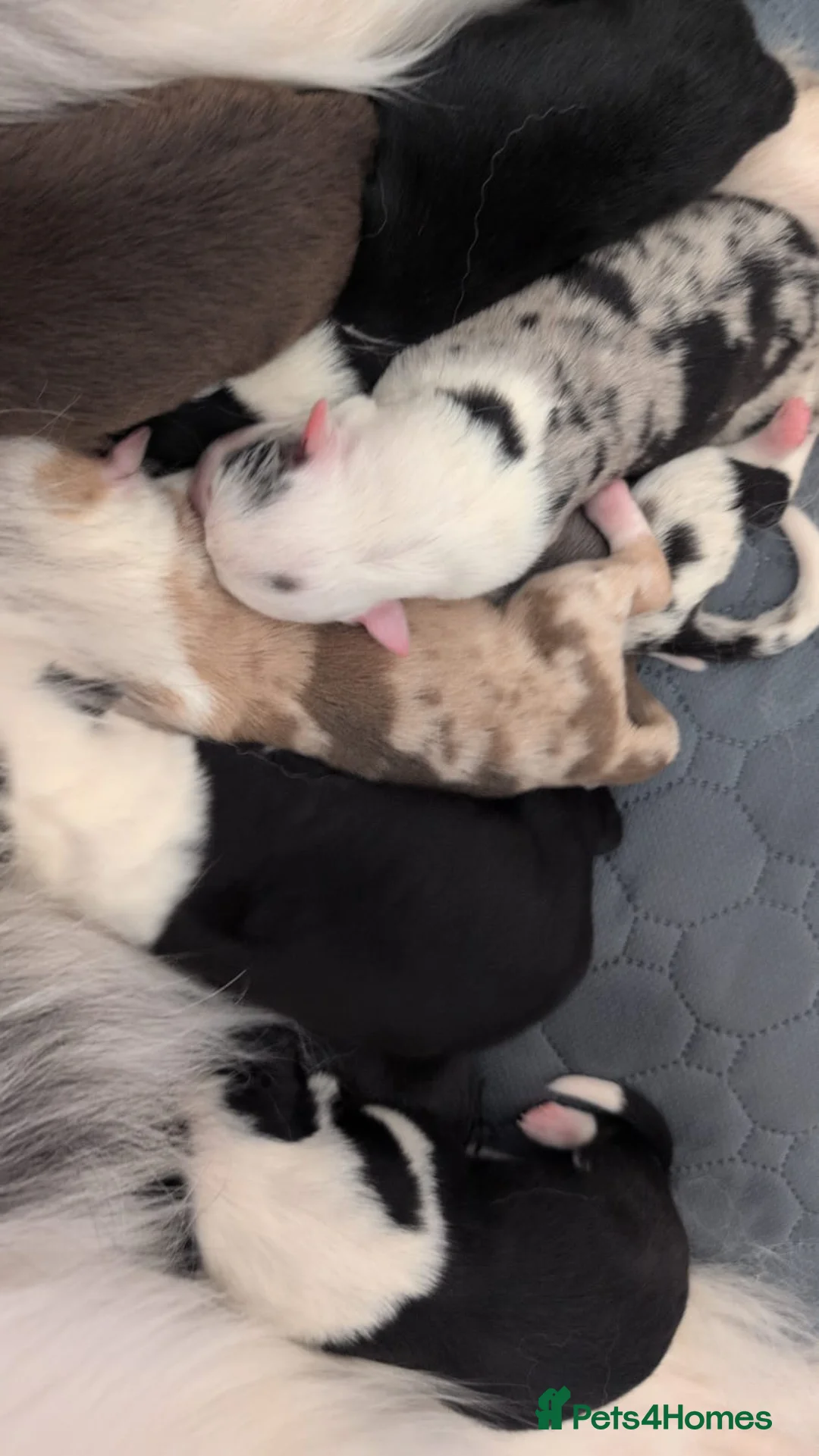 Border Collie dogs for stud: Milo for stud (PROVEN) in Chesterfield - Advert 40