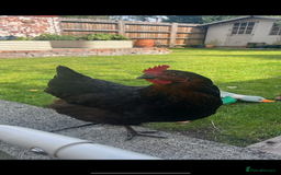 Chickens poultry for sale: Chickens for rehome 🏡  - Image 3