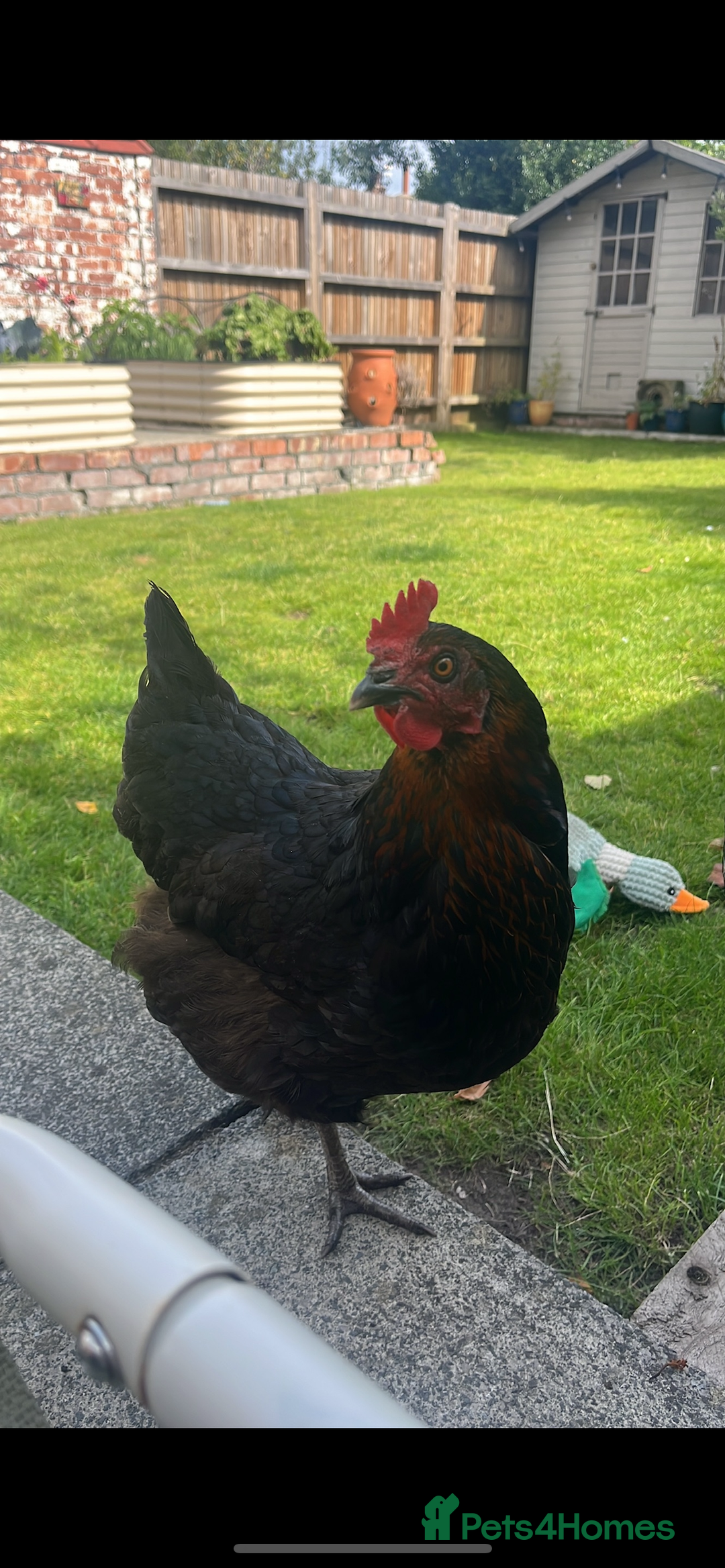 Chickens poultry for sale: Chickens for rehome 🏡  - Image 3