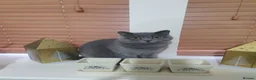 British Shorthair cats for sale: Female British short-haired. - Advert 2