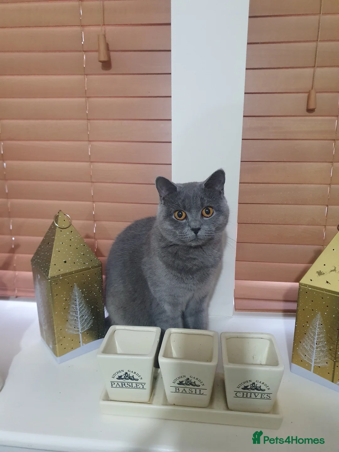 British Shorthair cats for sale: Female British short-haired. - Advert 2