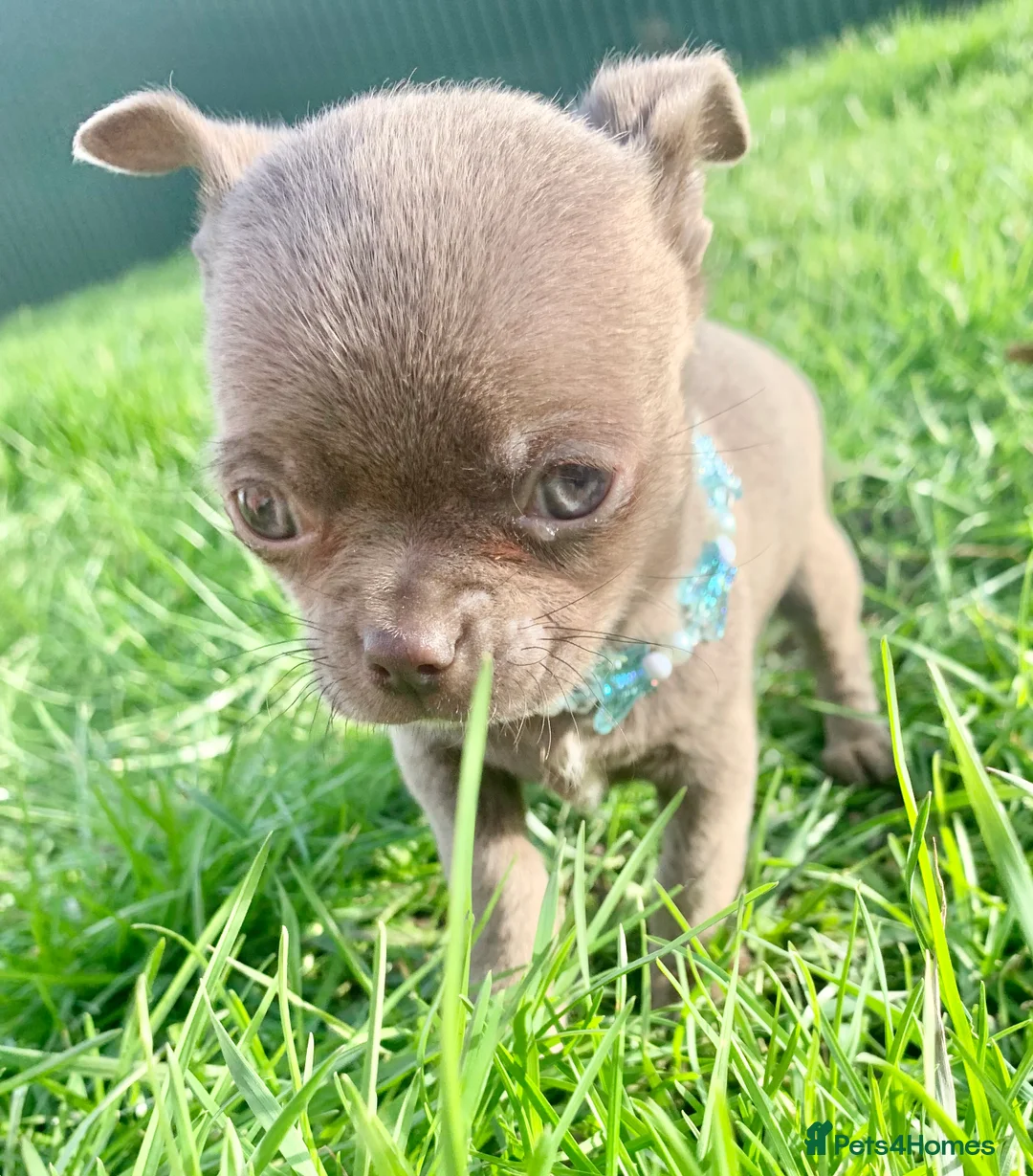Chihuahua dogs for sale: Chihuahua pedigree 0% related parents in Leeds - Advert 15