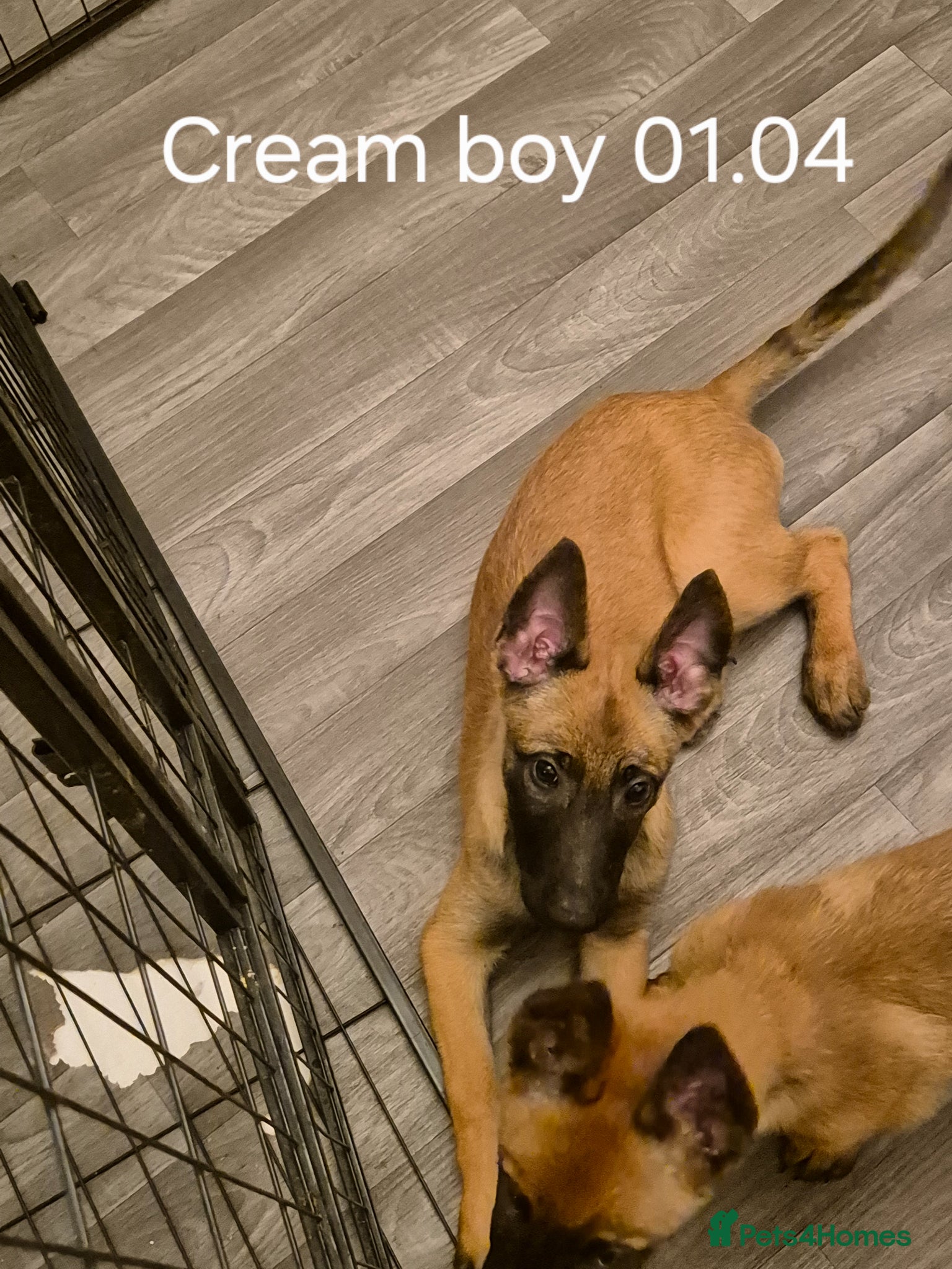 Belgian Shepherd Dog dogs KC Registered Belgian Malinois - Advert 4