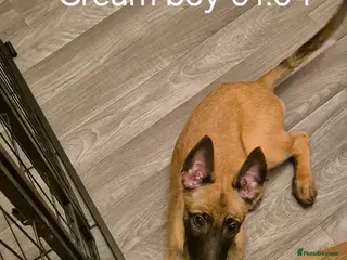 Belgian Shepherd Dog dogs KC Registered Belgian Malinois - Advert 4