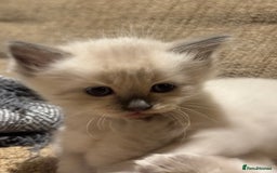 Ragdoll cats for sale: Adorable Ragdoll X Snow Bengal Kittens - Advert 18