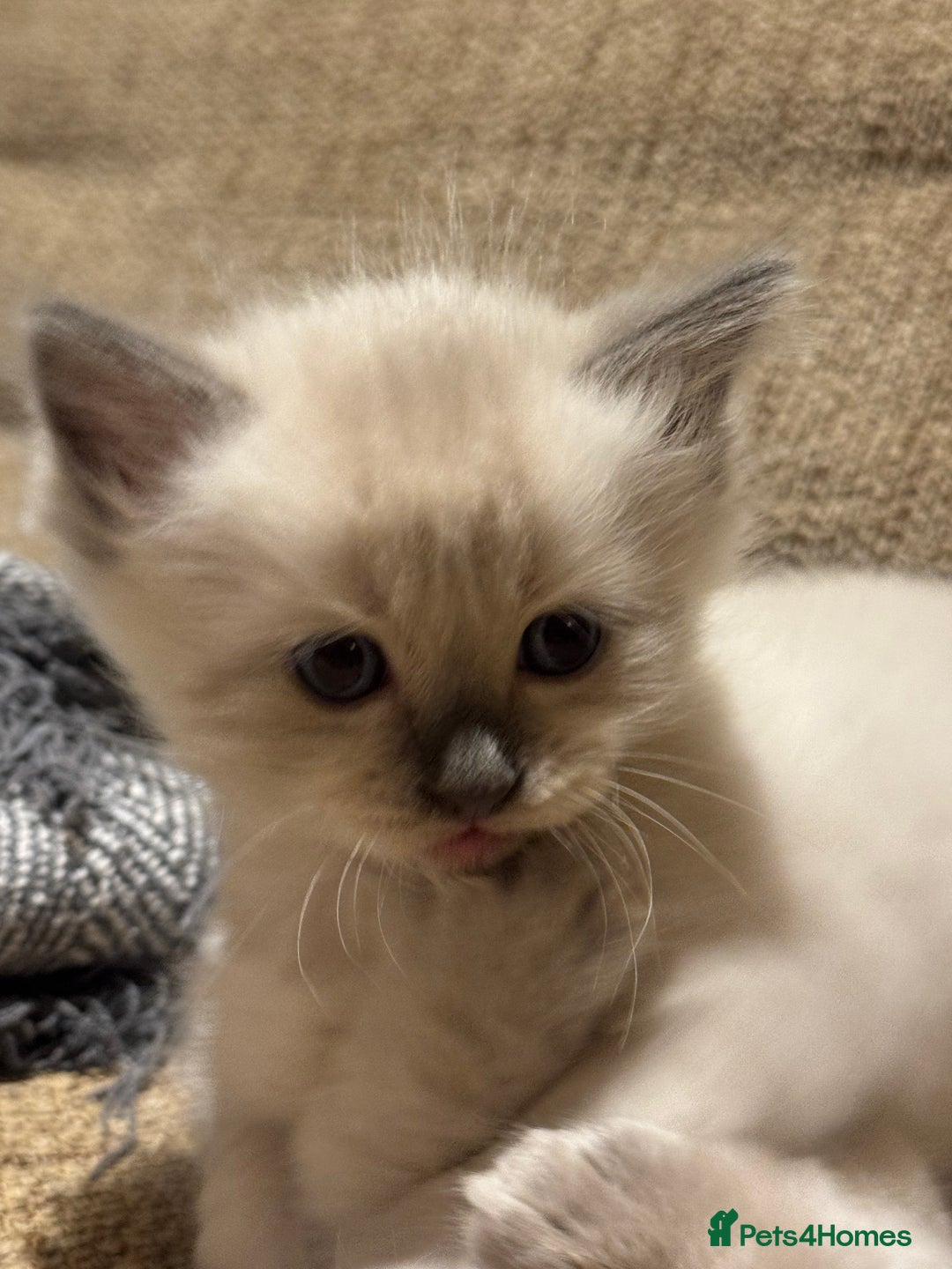 Ragdoll cats for sale: Adorable Ragdoll X Snow Bengal Kittens - Advert 18