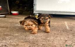 Lakeland Terrier dogs for sale: Lakeland terrier puppies - Image 1