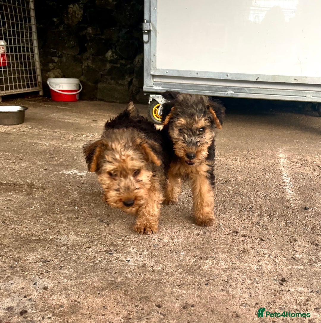 Lakeland Terrier dogs for sale: Lakeland terrier puppies - Image 1