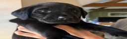 Labrador Retriever dogs for sale: Beautiful KC Labrador Puppies – FTCh Lines - Advert 5