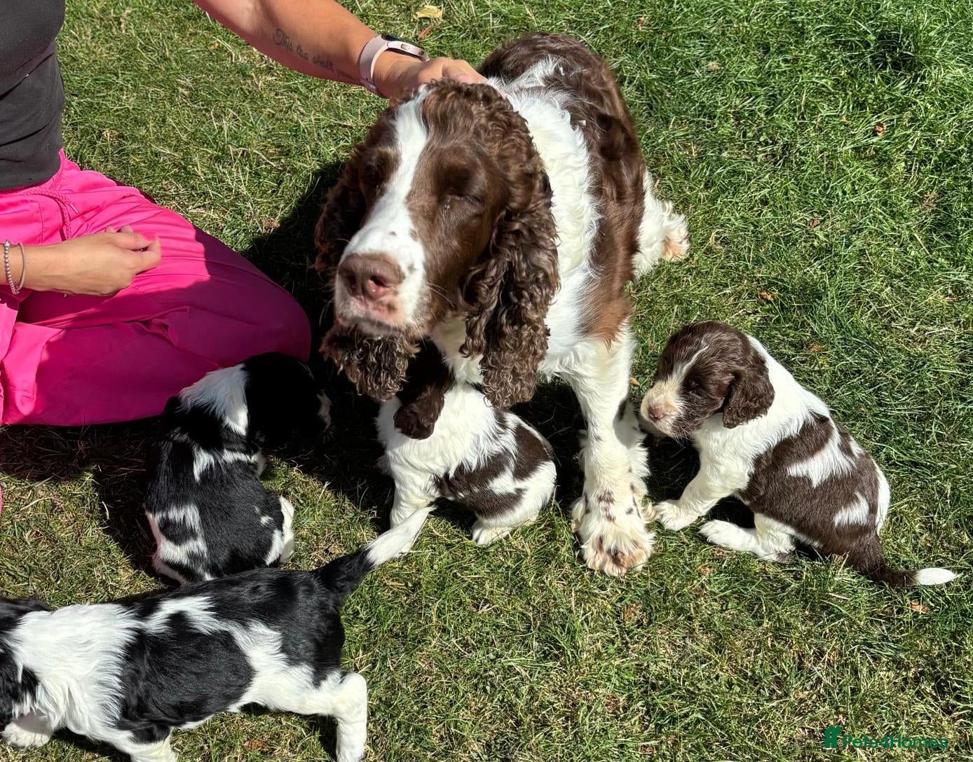 English Springer Spaniel dogs Gayener English Springer Spaniels - Advert 2