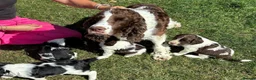 English Springer Spaniel dogs for sale: English Springer Spaniel Puppies  *5 star breeder* - Advert 9