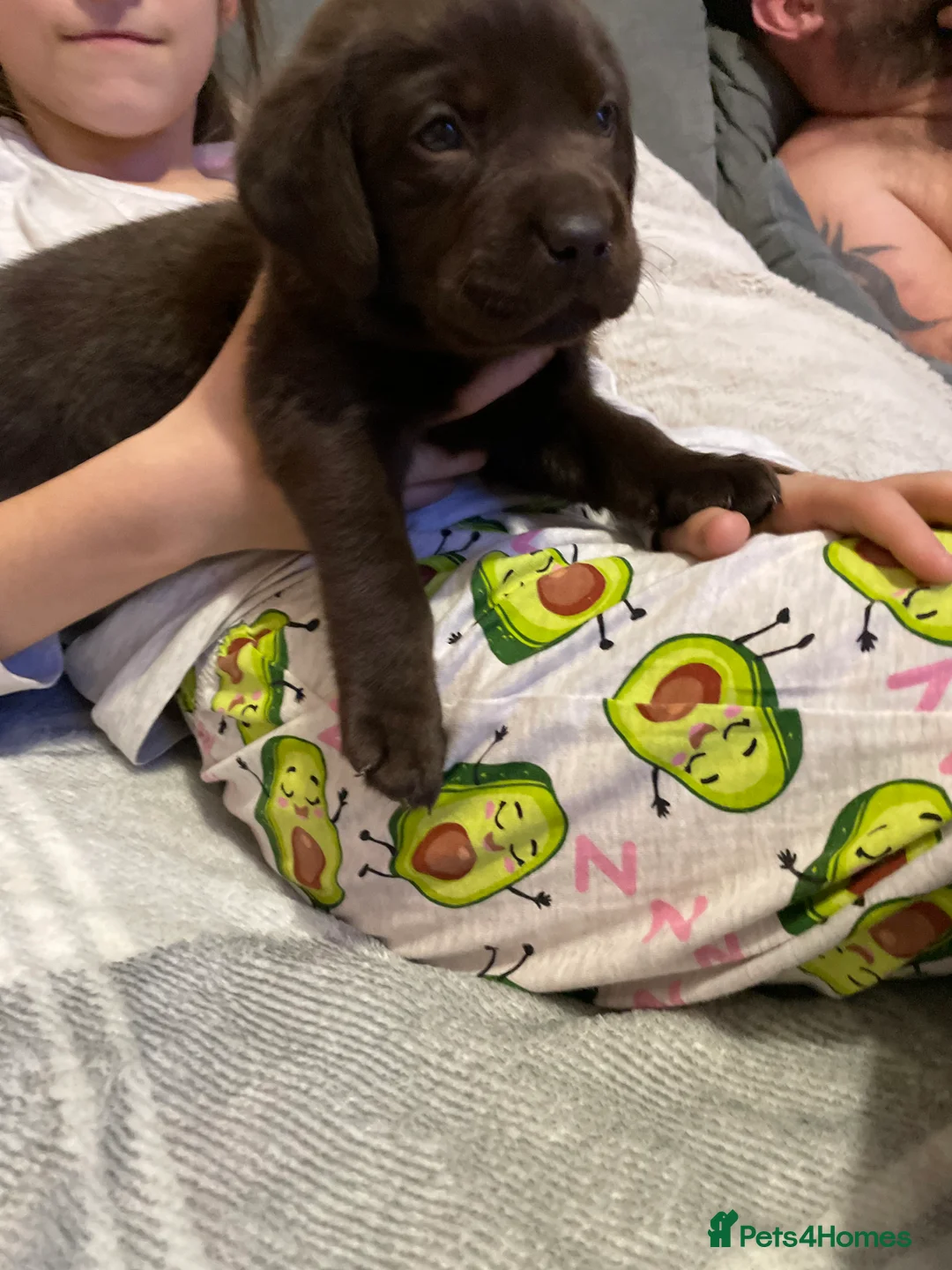 Labrador Retriever dogs for sale: Stunning chocolate Labrador puppies  - Advert 14
