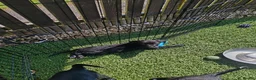 Borador dogs for sale: 2 10 week old Collie Labradour cross girls - Advert 16