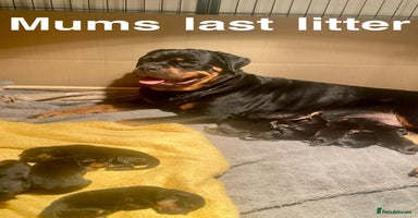 Rottweiler dogs - Advert 1