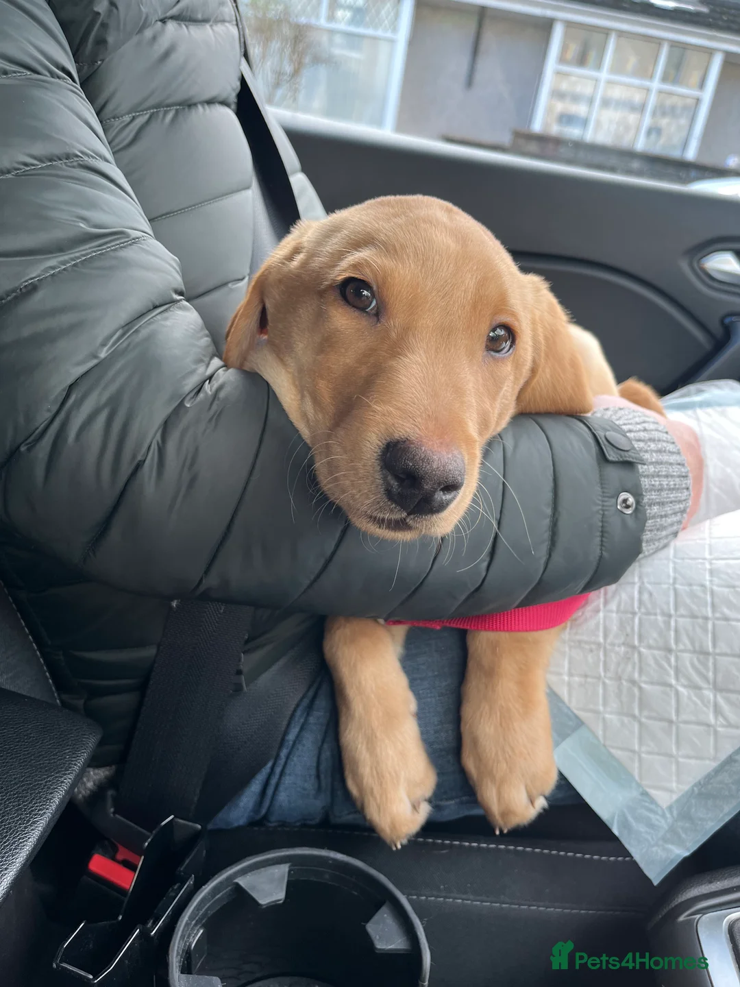 Labrador Retriever dogs for sale: Stunning Labrador pedigree puppies  - Advert 29