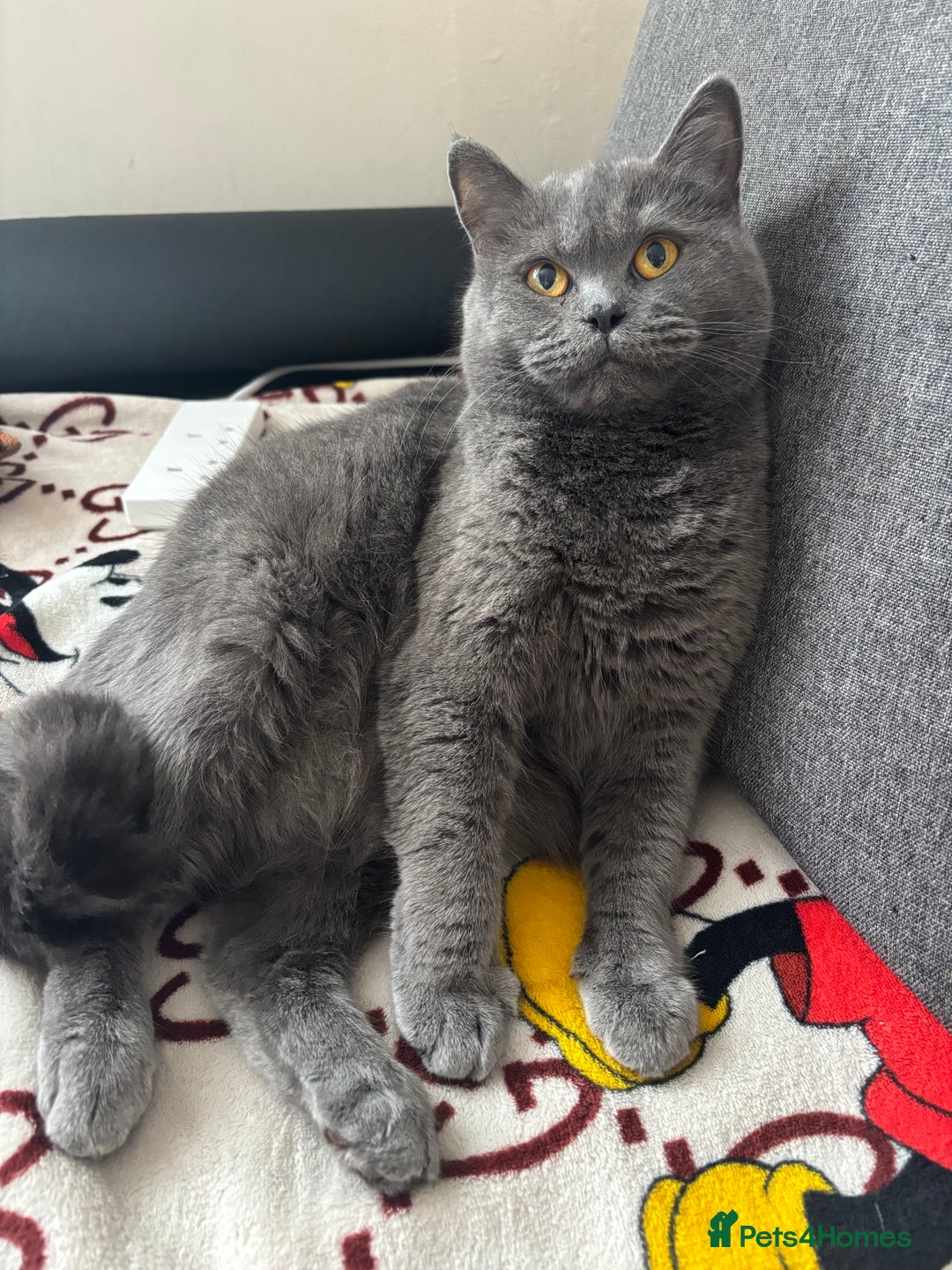 British Shorthair cats for sale: 4 British shorthairs kitten looking new home🐱🐱🐱 - Advert 2