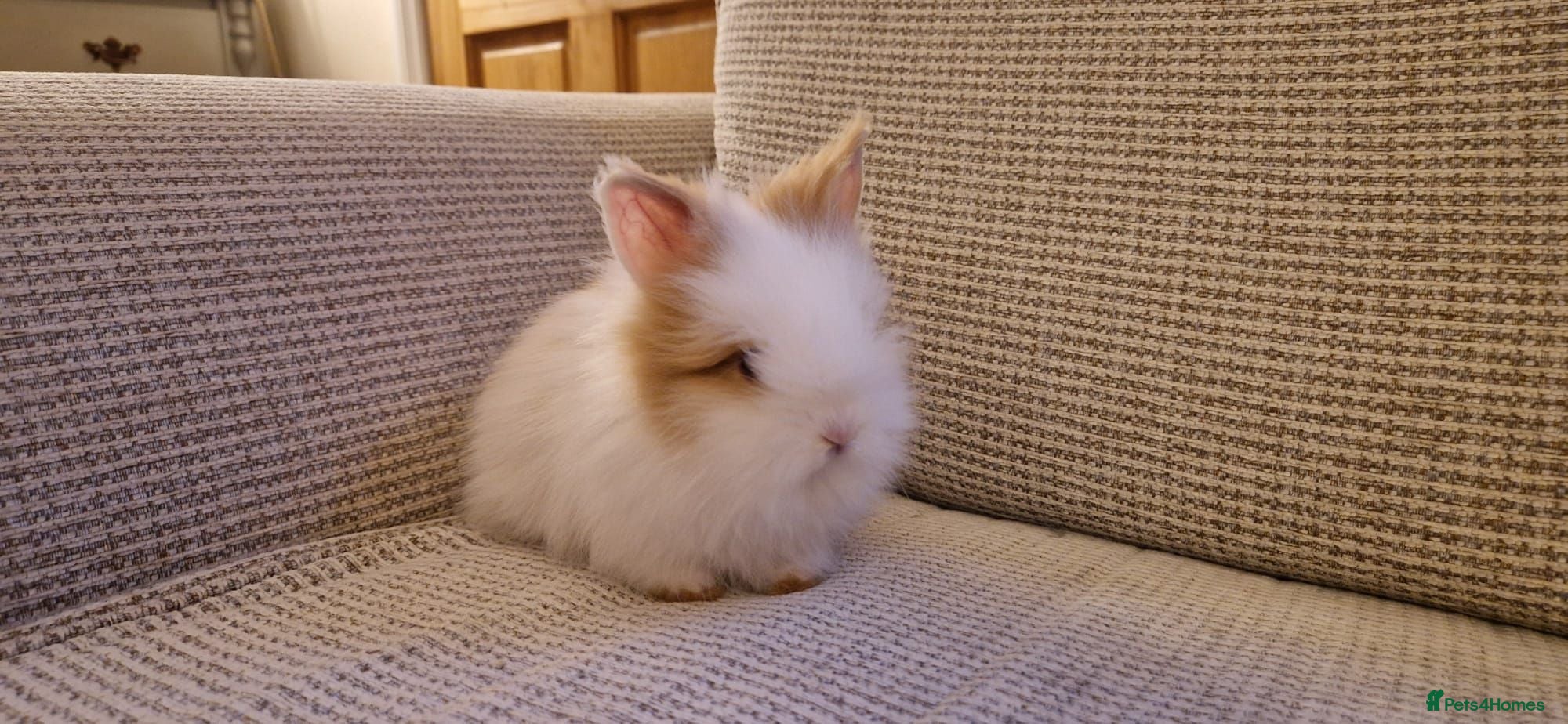 Lionhead rabbits Purebred Lionheads for sale - Advert 13