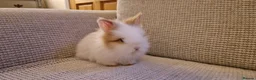 Lionhead rabbits for sale: Purebred Lionheads for sale - Advert 1