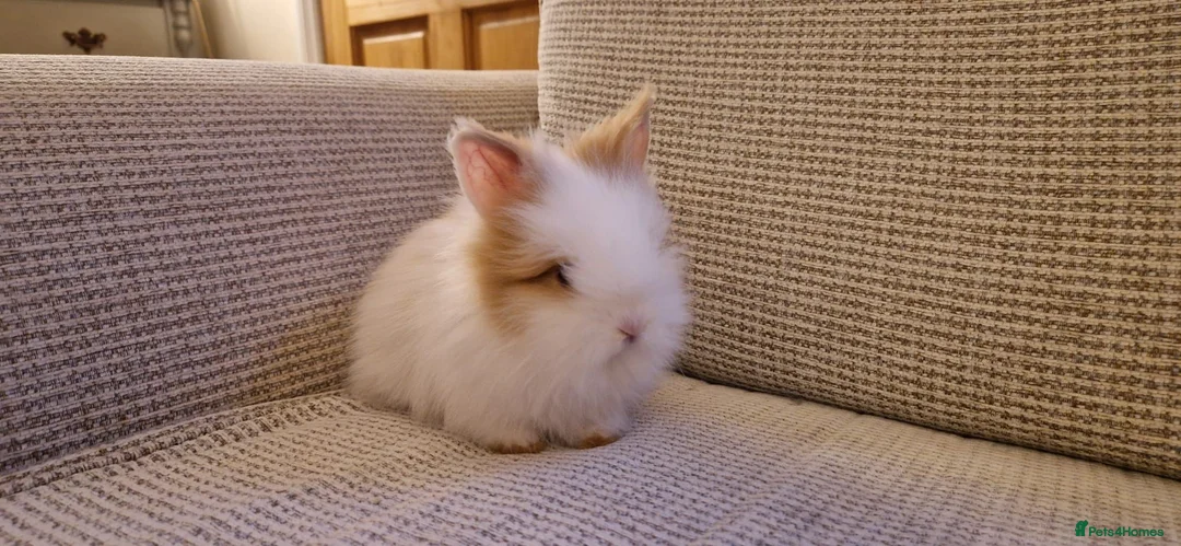 Lionhead rabbits for sale: Purebred Lionheads for sale - Advert 1