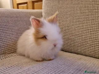 Lionhead rabbits Purebred Lionheads for sale - Advert 13