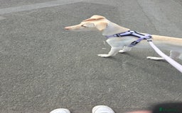 Mixed Breed dogs for sale: Reluctant sale - Image 2