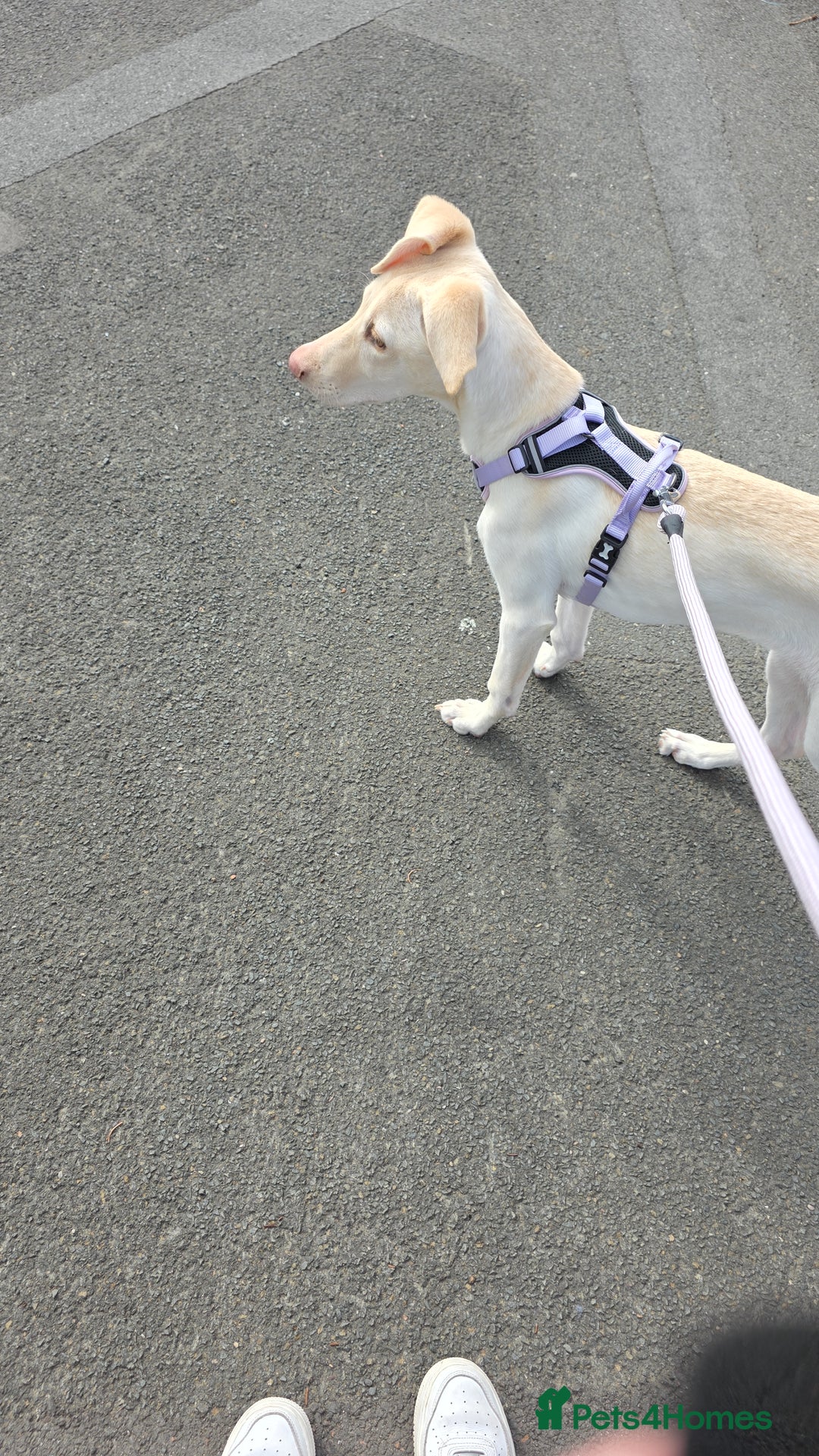 Mixed Breed dogs for sale: Reluctant sale - Image 2