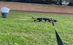 Labrador Retriever dogs for sale: Luna  - Image 2