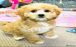 Cavapoo dogs for sale: 🩷F1b CAVAPOO GIRLS~ READY FOR NEW HOMES 🩷 - Image 6